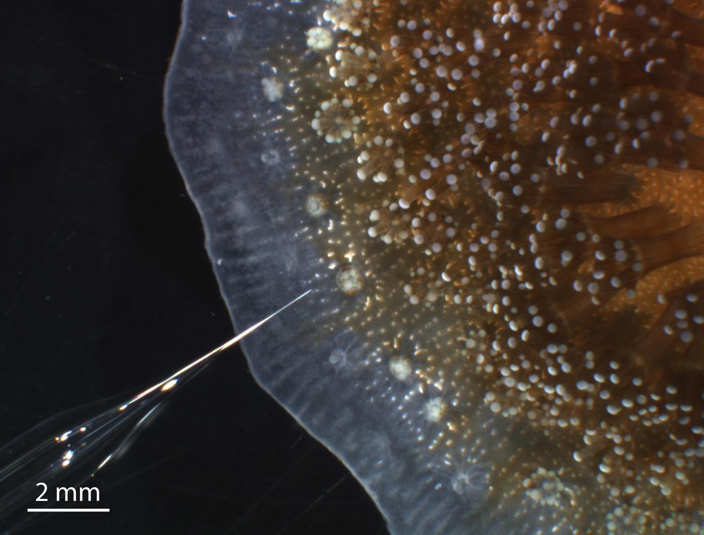Full in vivo characterization of carbonate ch eurekalert 