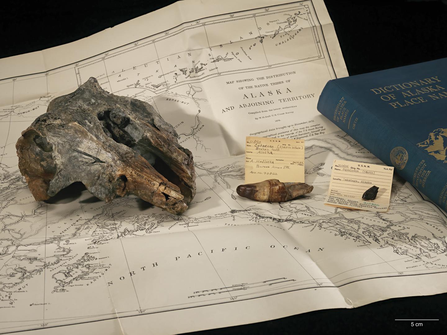 Fossil Skull of <em>Arktocara yakataga</em>