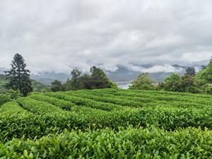 Tea Mountain in Fujian