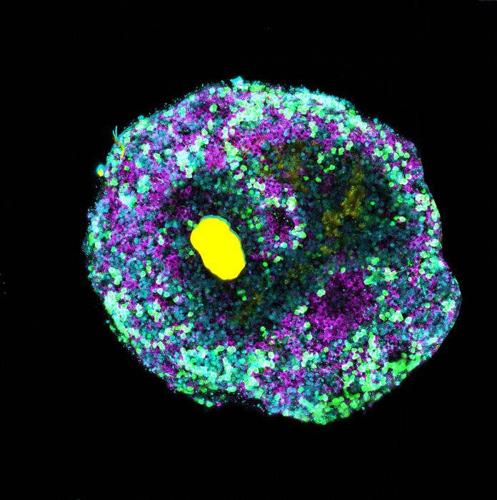 Retinal organoid with DNA microbead