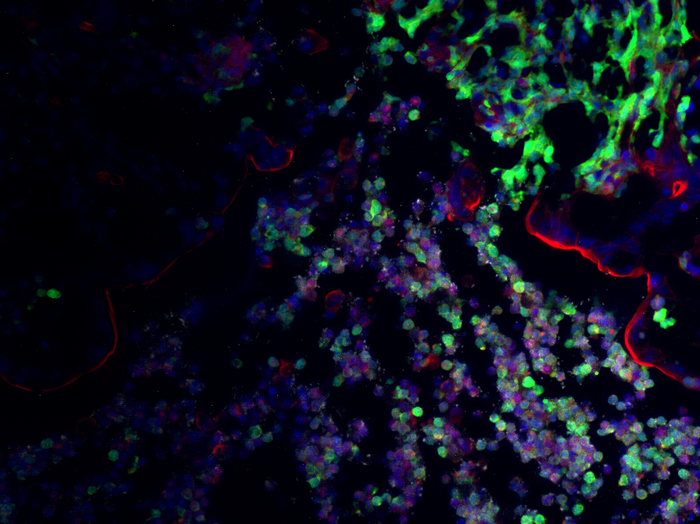 Visualization of microhabitats occupied by E. coli and S. Typhimurium