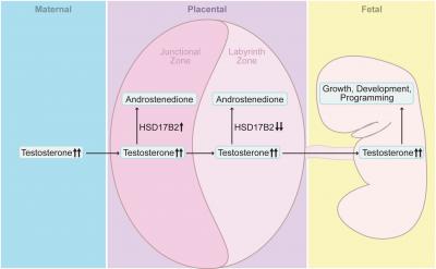 Impaired HSD17B2 Activity and Excess Testosterone Transfer