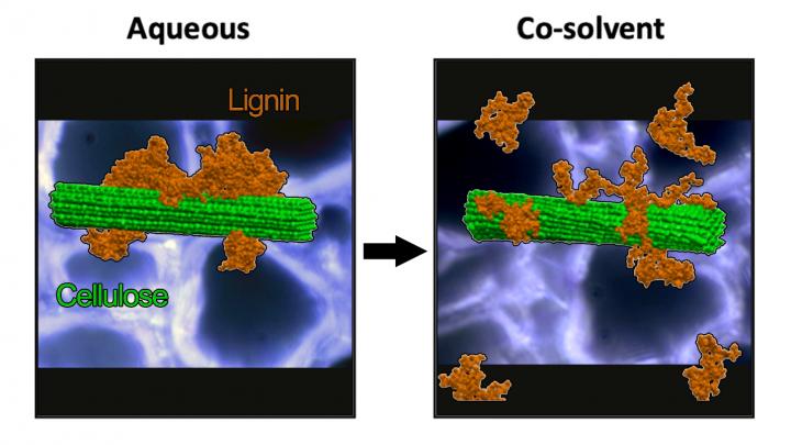 Lignin Globules