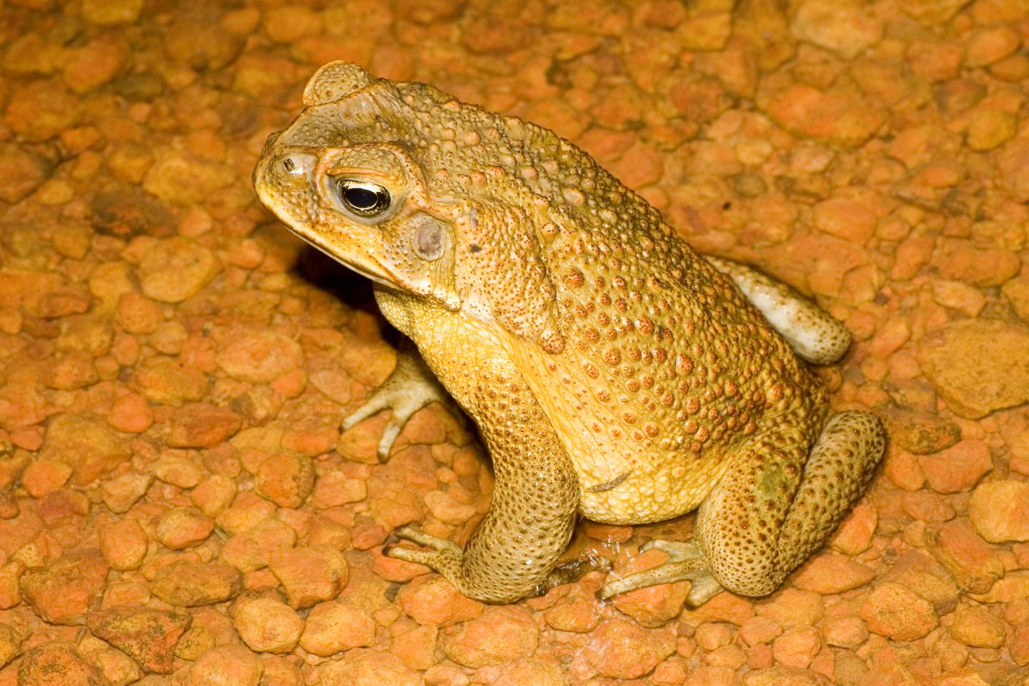 A Male Cane Toad