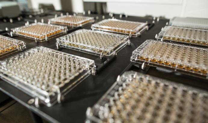 Culture Plates in the Laboratory of Gregory Lang