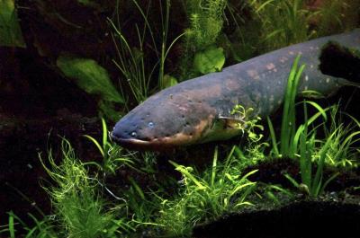 Electric Eel