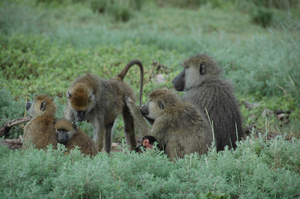 Baboon bonding