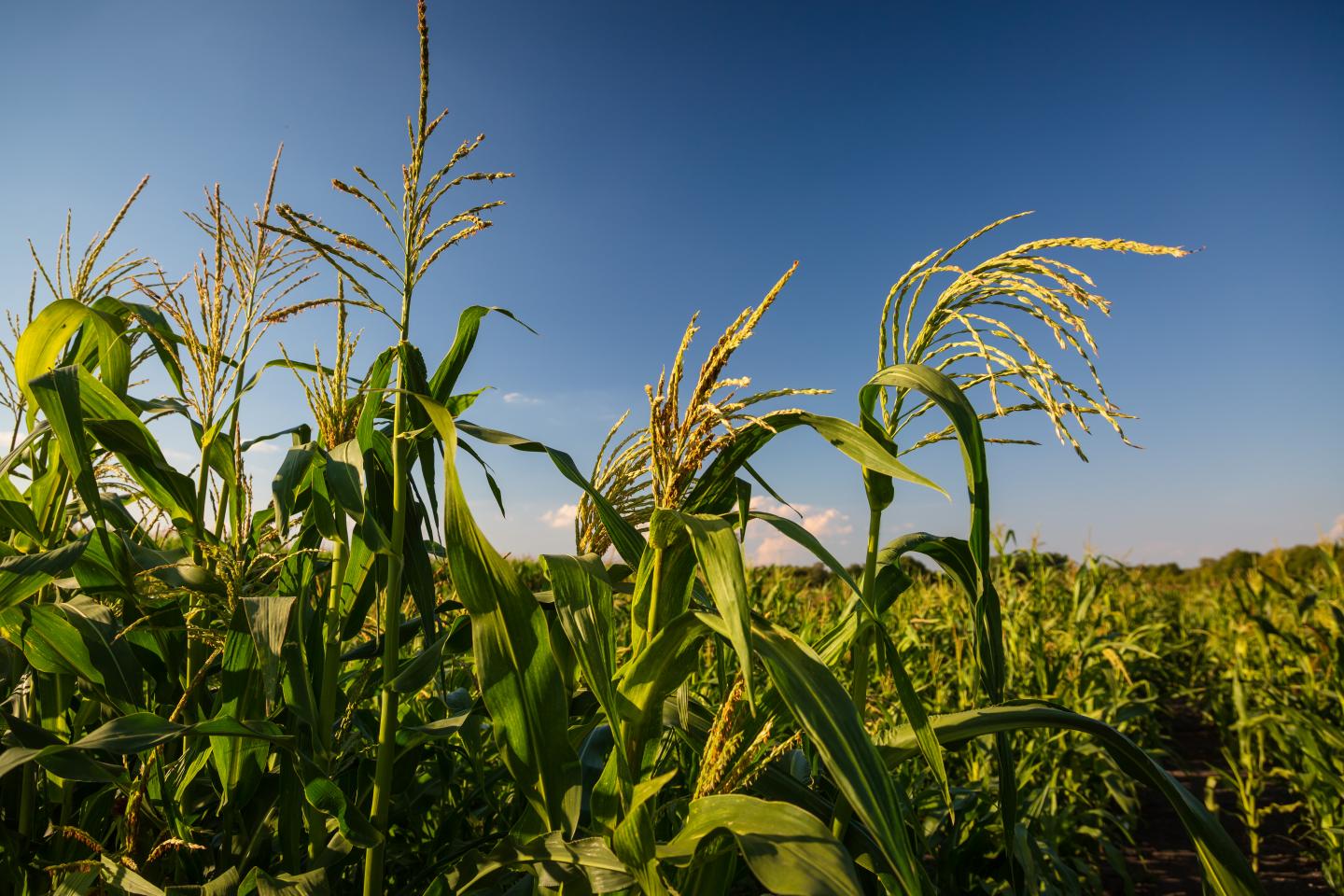 Maize landraces