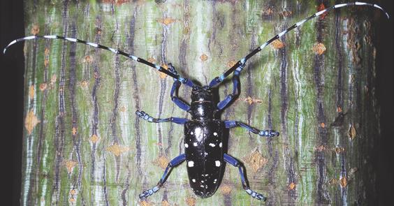 Adult Male Asian Longhorned Beetle