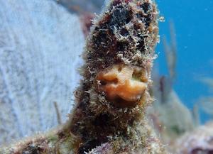 Healthy, young, bred coral during last summer's bleaching in the Caribbean