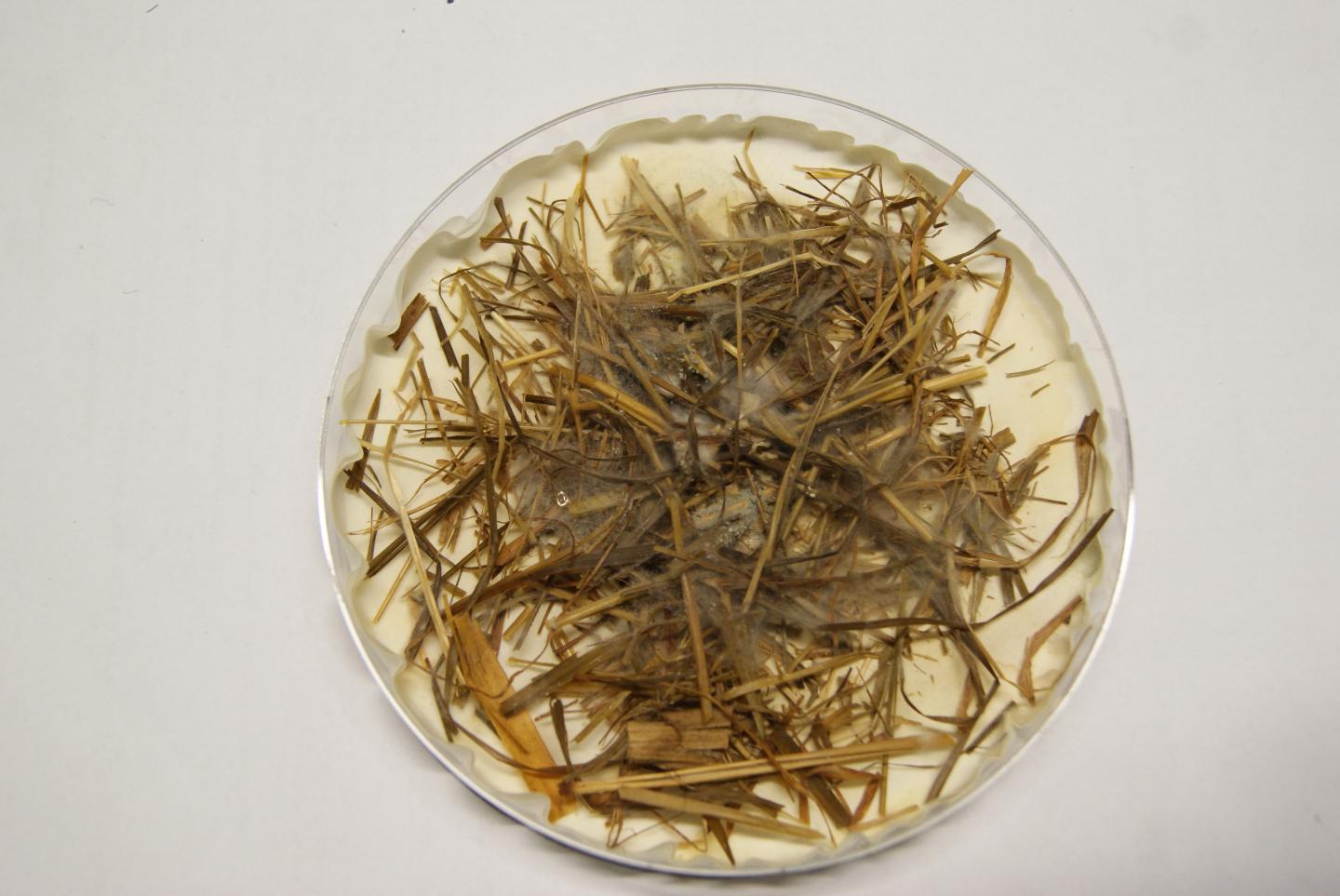 Experimental Ecosystem