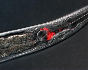 Head of the nematode C. elegans