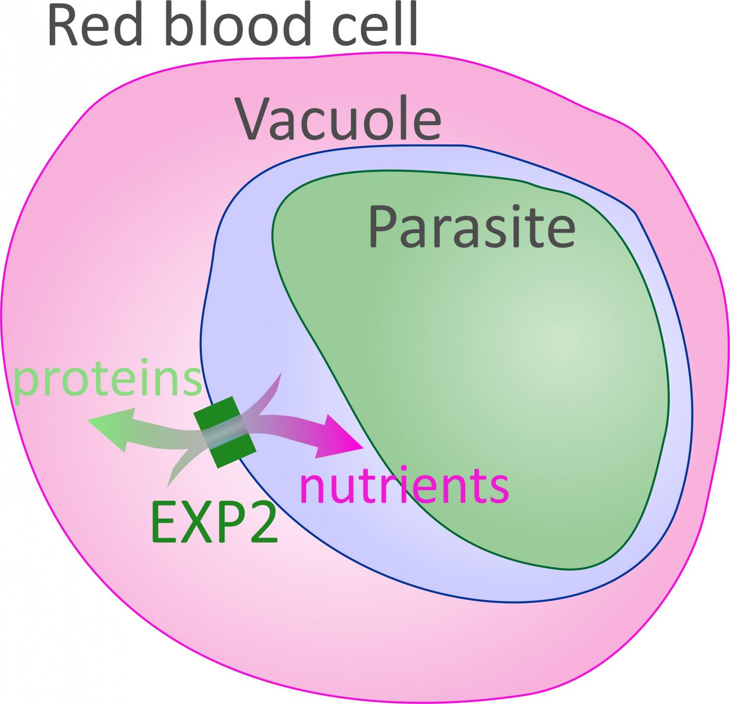 EXP2 Channel in Malaria Infected Cell