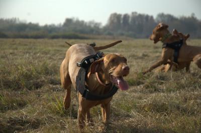 Vizsla Dog with GPS Harness