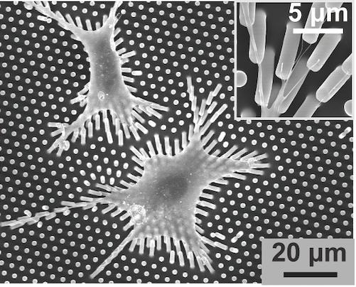 Deflected Micropillars Beneath Cells Undergoing Allostasis