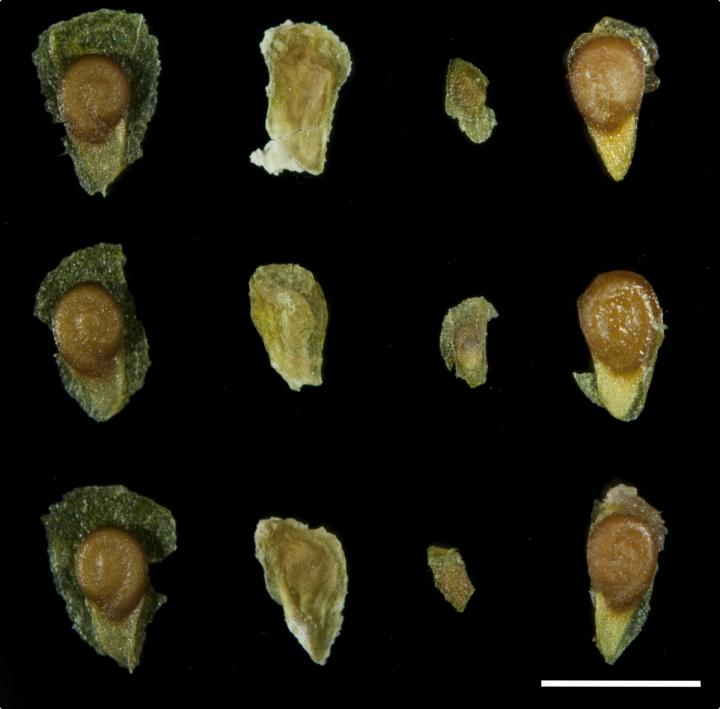 Parents and Bad Seeds