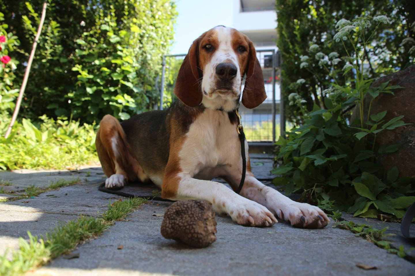 Miro, a Trained Truffle Dog, and His Harvest