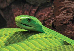 Green Mamba