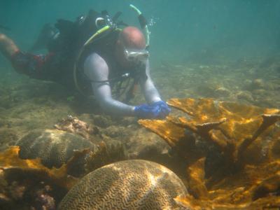 Coral in Puerto Rico