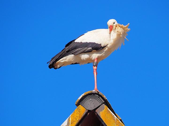Storks on the Wing