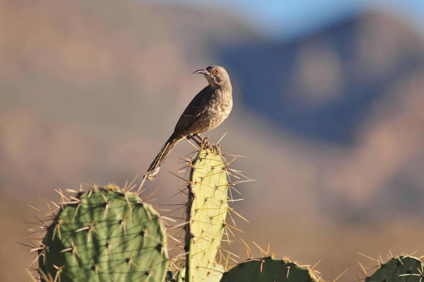 Curve-billed Thrasher