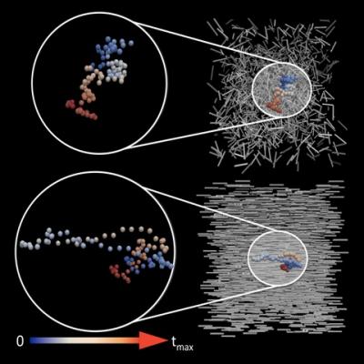 Diffusional Behavior