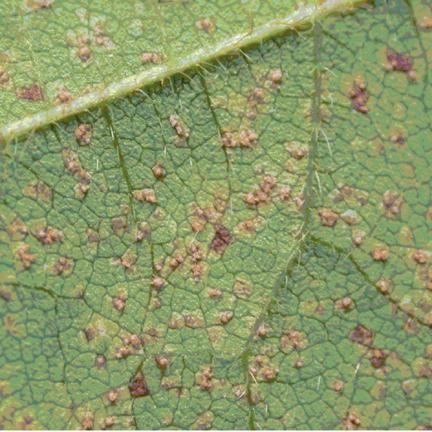 Soybean Rust Lesions