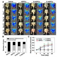 Improvement of limb salvage and blood perfusion of different hEPC-treated ischemic mice models.