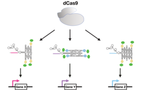 CRISPR-dCas9 and sgRNA – RNA origami fusion molecules