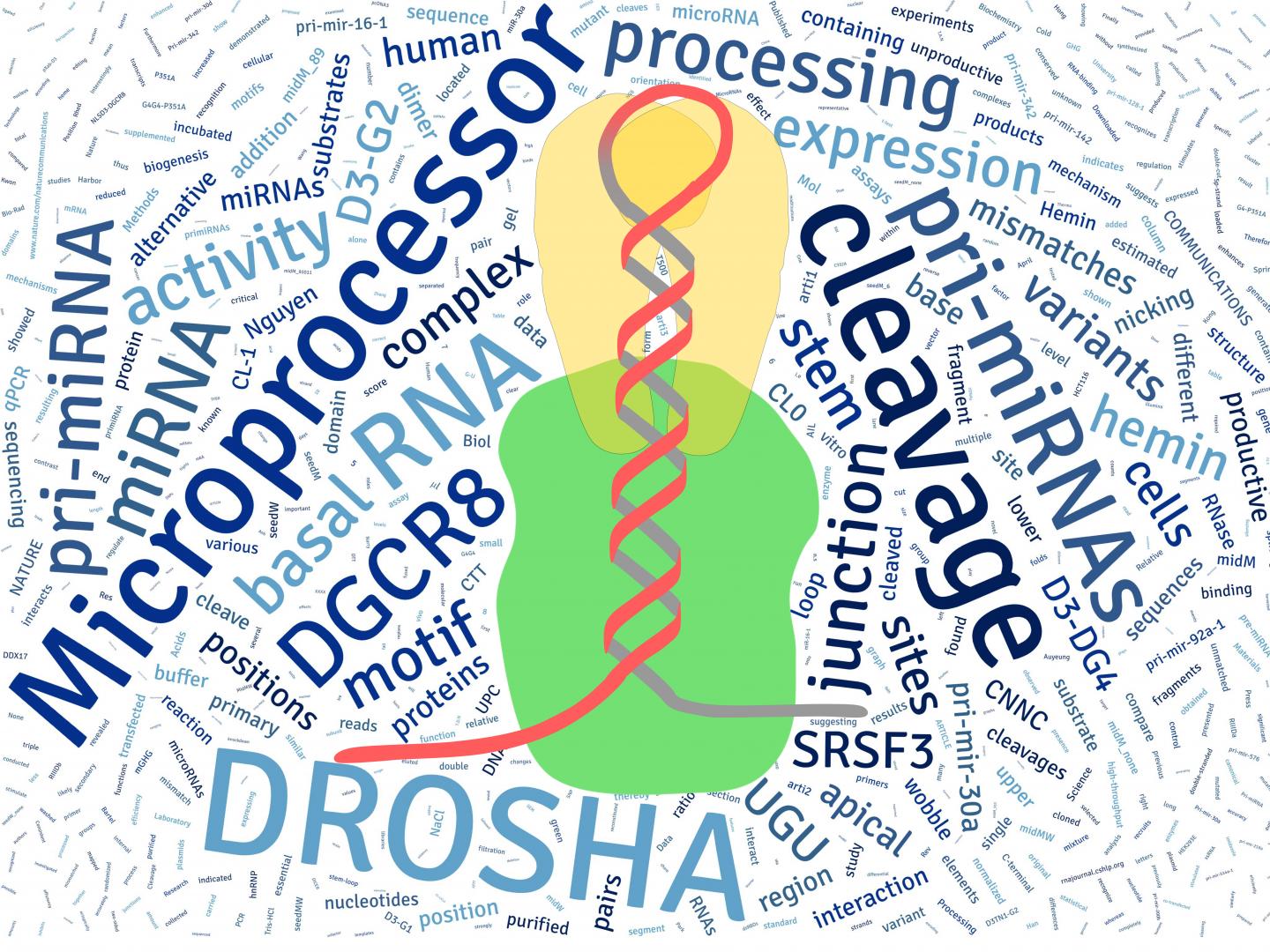 The Model of Microprocessor on pri-miRNA