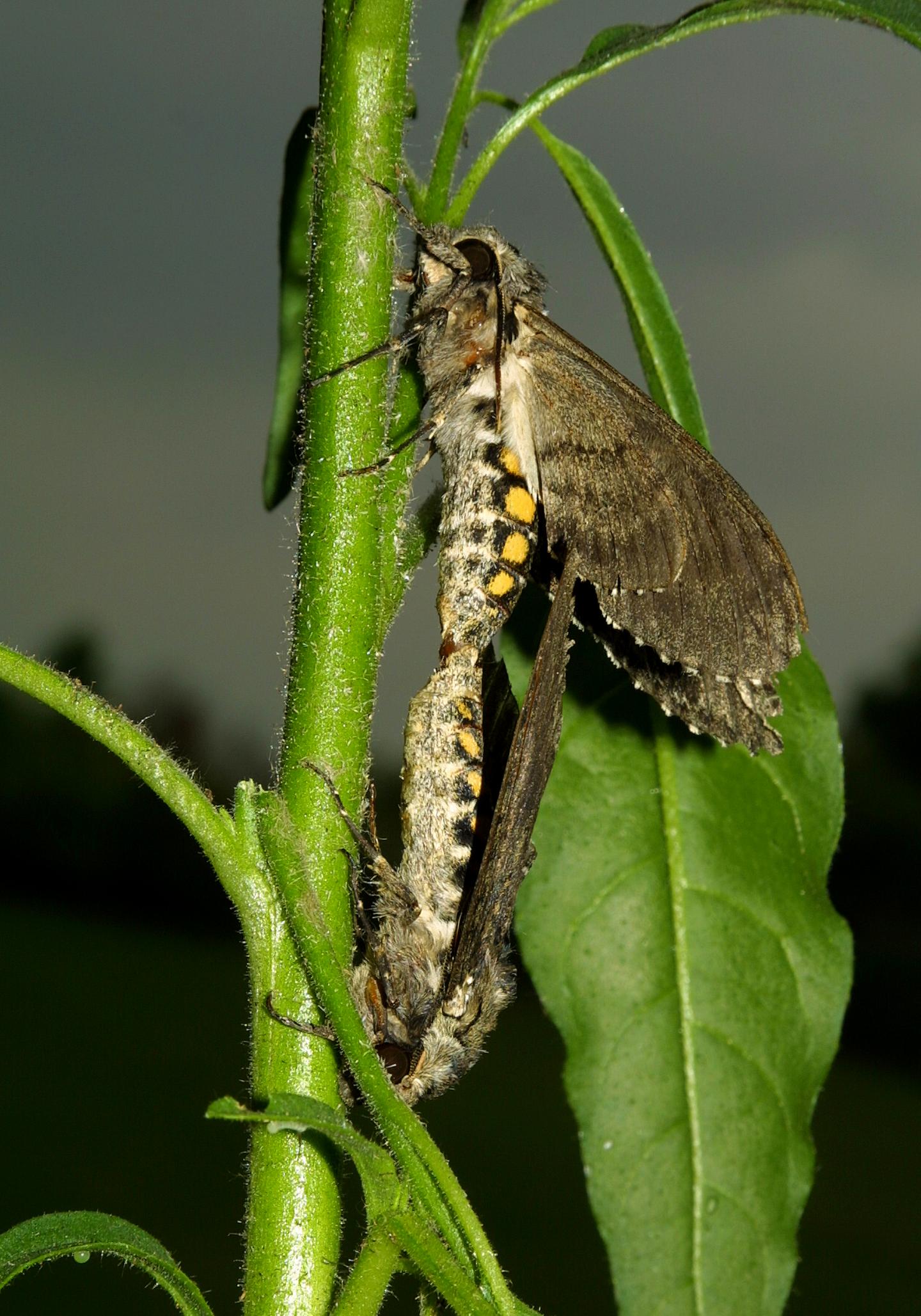 <i>M. sexta</i> Mating