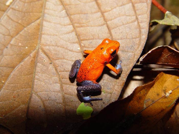 A strawberry poison-dart frog