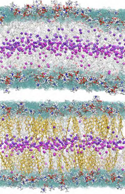Closer Look at Cell Membrane Shows Cholesterol 'Keeping Order' (1 of 2)