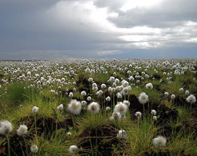 Cottongrass Regrows at Site of Anaktuvuk River Fire in Arctic Alaska