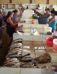 Fish Market in Peru