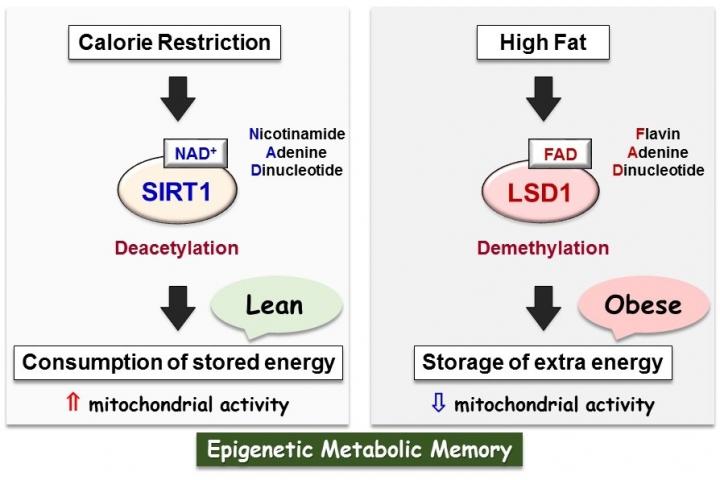 The Role of NAD<sup>+</sup>-SIRT1 and FAD-LSD1