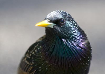 Are You Looking at Me?