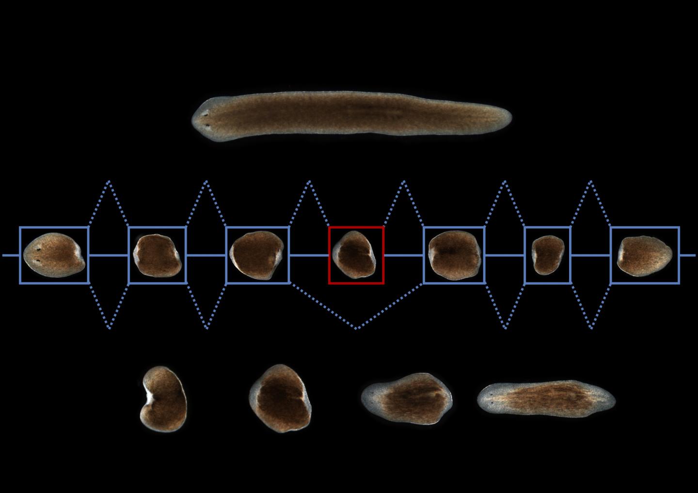 Stem cells of worms and humans more similar t | EurekAlert!