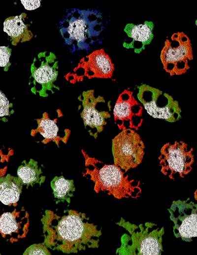 Animal Virus with Multicomponent Genome