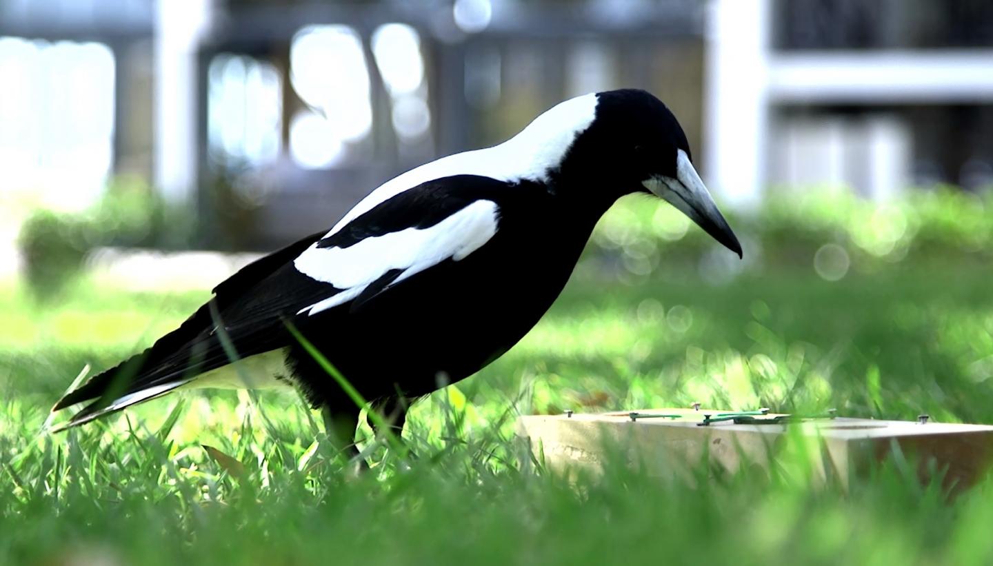 Australian Magpies