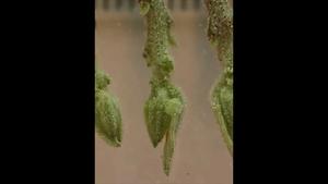 Video of pests (thrips) trying to attack a quinoa plant