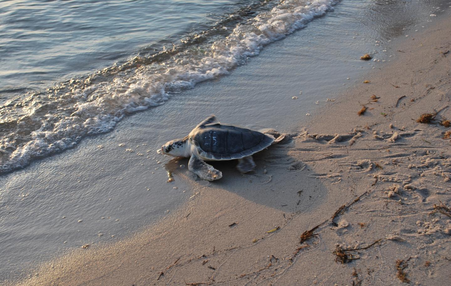 Kemp's Ridley Sea Turtle