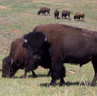 Bison