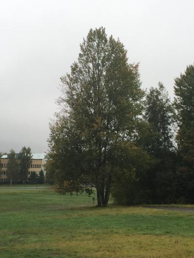 The Eurasian Aspen Tree Used for Genome Sequencing, Located on the Umeå University Campus, Sweden