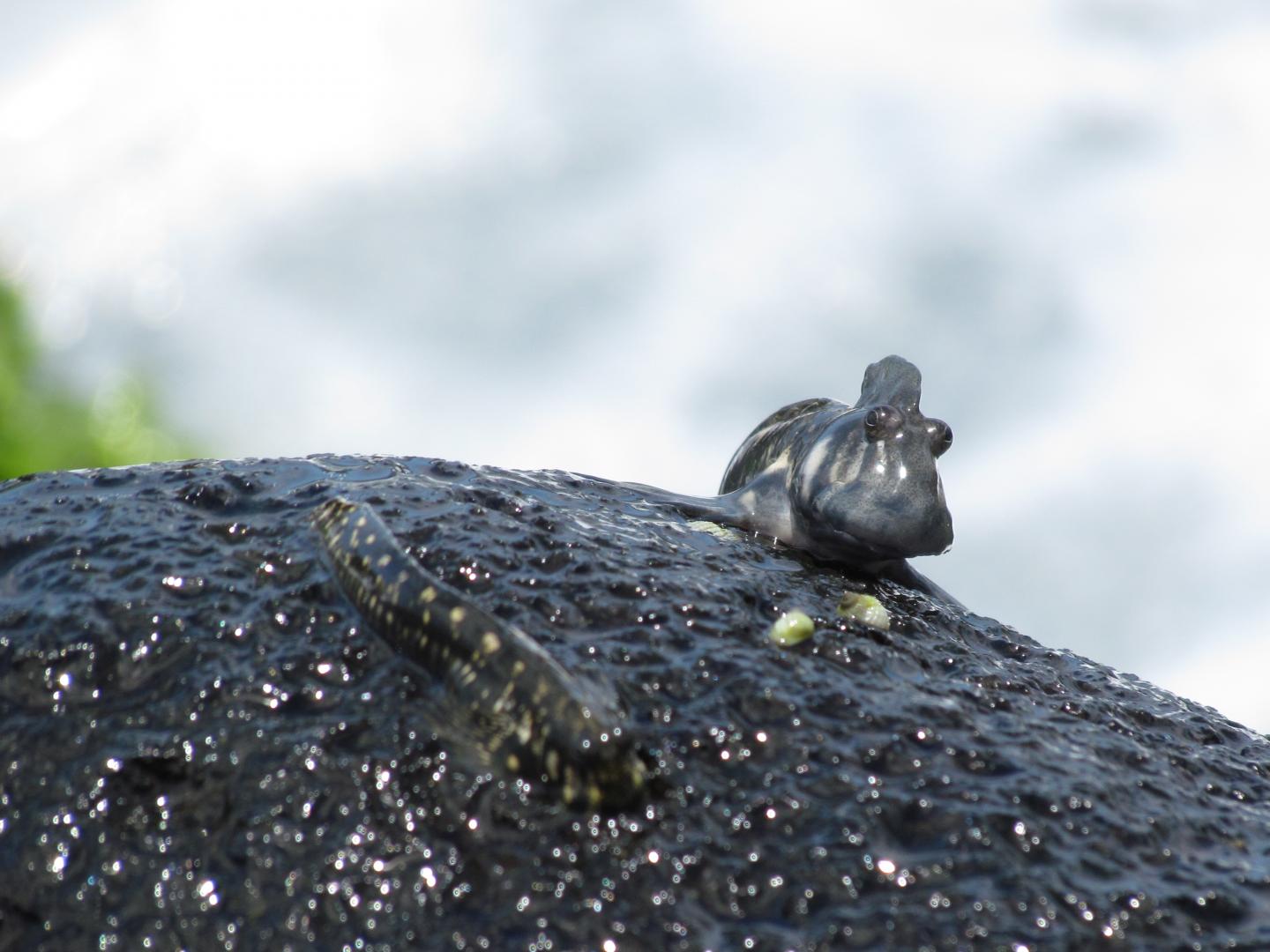A Blenny from Mauritius