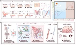 Researchers Develop Multi-Scale Ice Inhibition Platform for Oocyte Cryopreservation