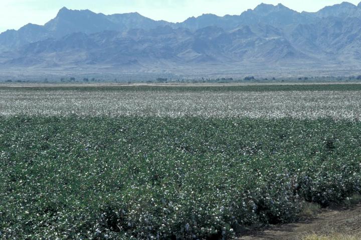 Bt Cotton Field in Arizona