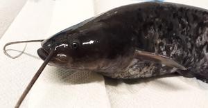 Normally pigmented Wels catfish (photo: Anti Vasemägi)