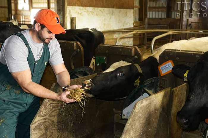 Phil Cardoso feeds dairy cow