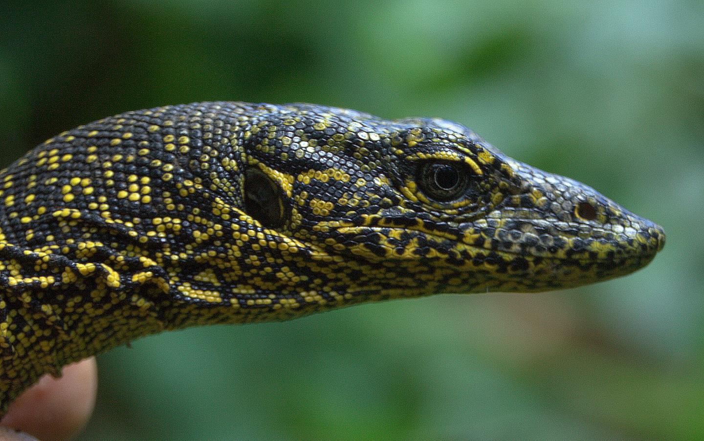 <i>Varanus douarrha</i>